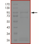 EGFR (d746-750 C797A), Active